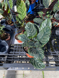 Calathea Ornata Pinstripe 6"