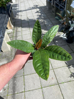 Anthurium Superbum 4”