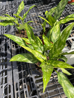 Aglaonema Maria 6”