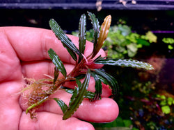 Bucephalandra Xerxes