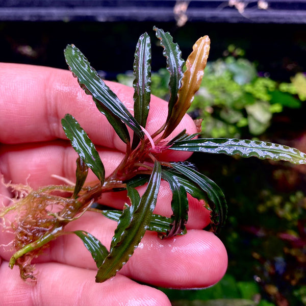 BUCEPHALANDRA for ヒューメリック BUCEPHALANDRA for ヒューメリック AdobePhotoshopExpress_2024-06-