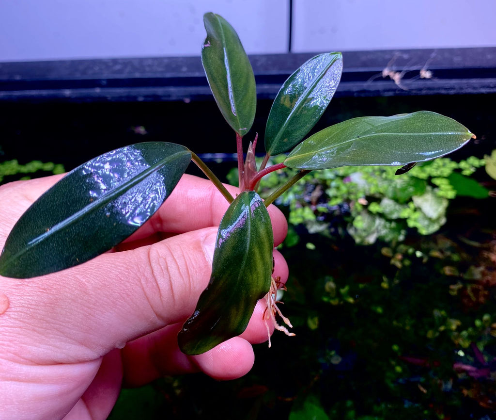 Bucephalandra Silver Gray/Dark Gray LB4