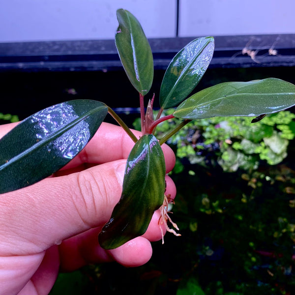 Bucephalandra Silver Galaxy – Chichi's Planted Dreams