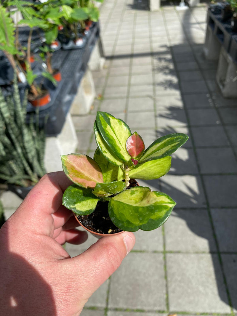 Hoya Australis Lisa