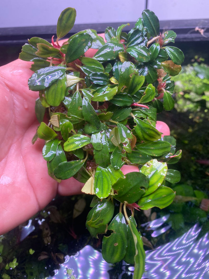 Bucephalandra Phoenix