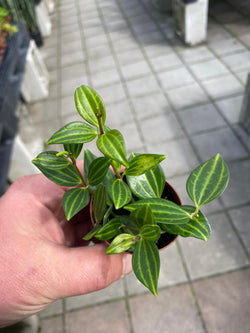 Peperomia Tetragona