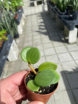 Peperamia Hope