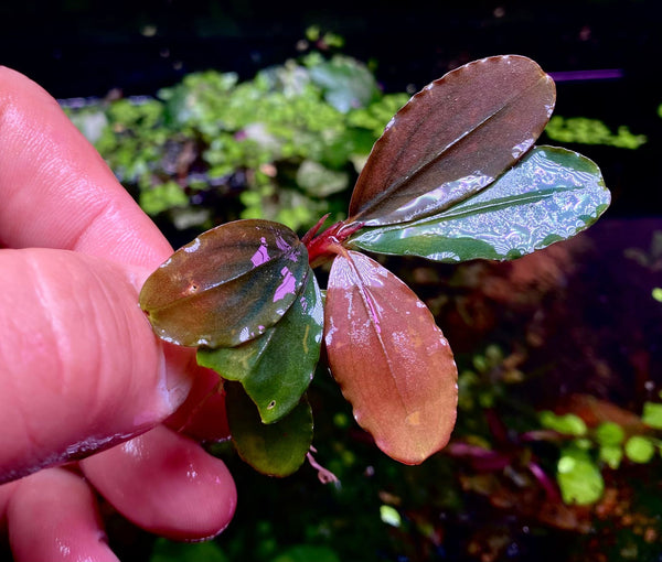 Buchephalandra Pangadan