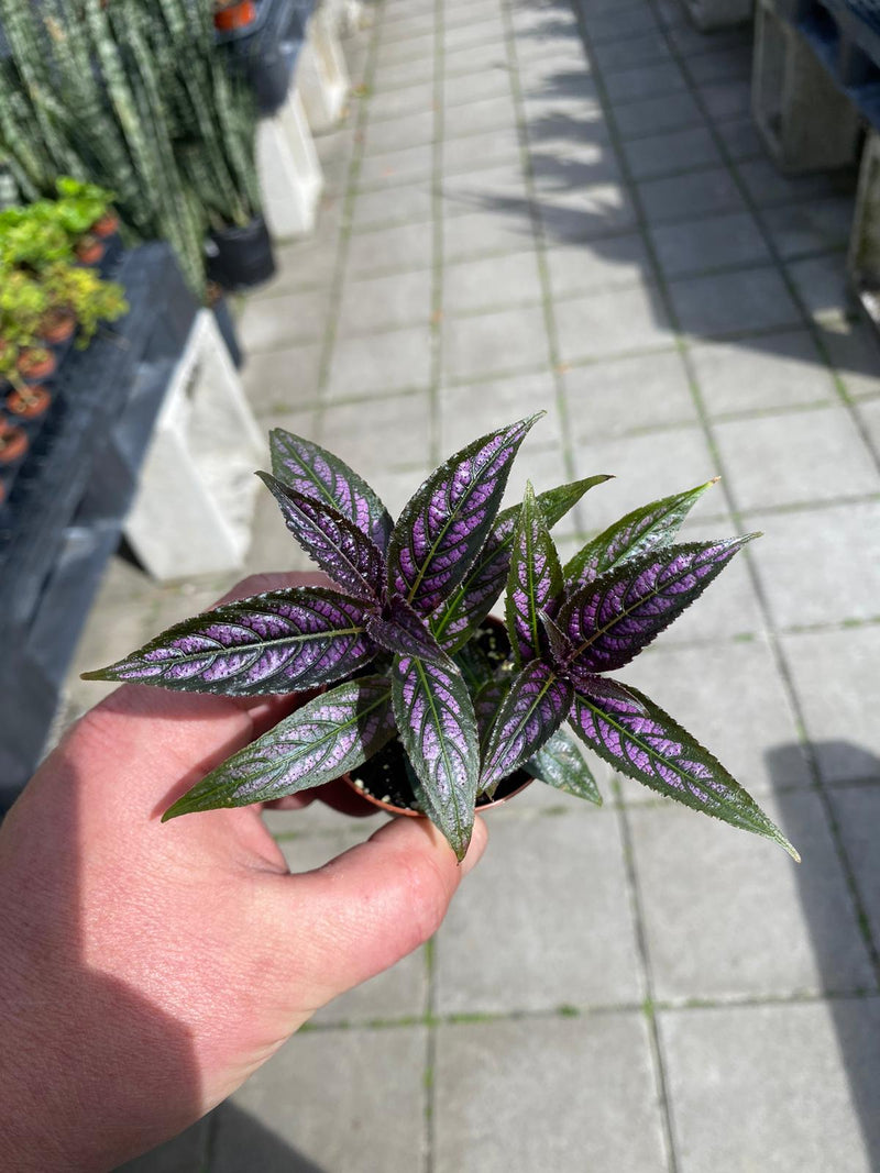 Persian Shield