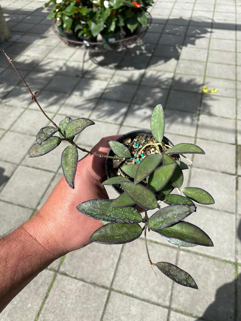 Hoya Rosita 3.5"