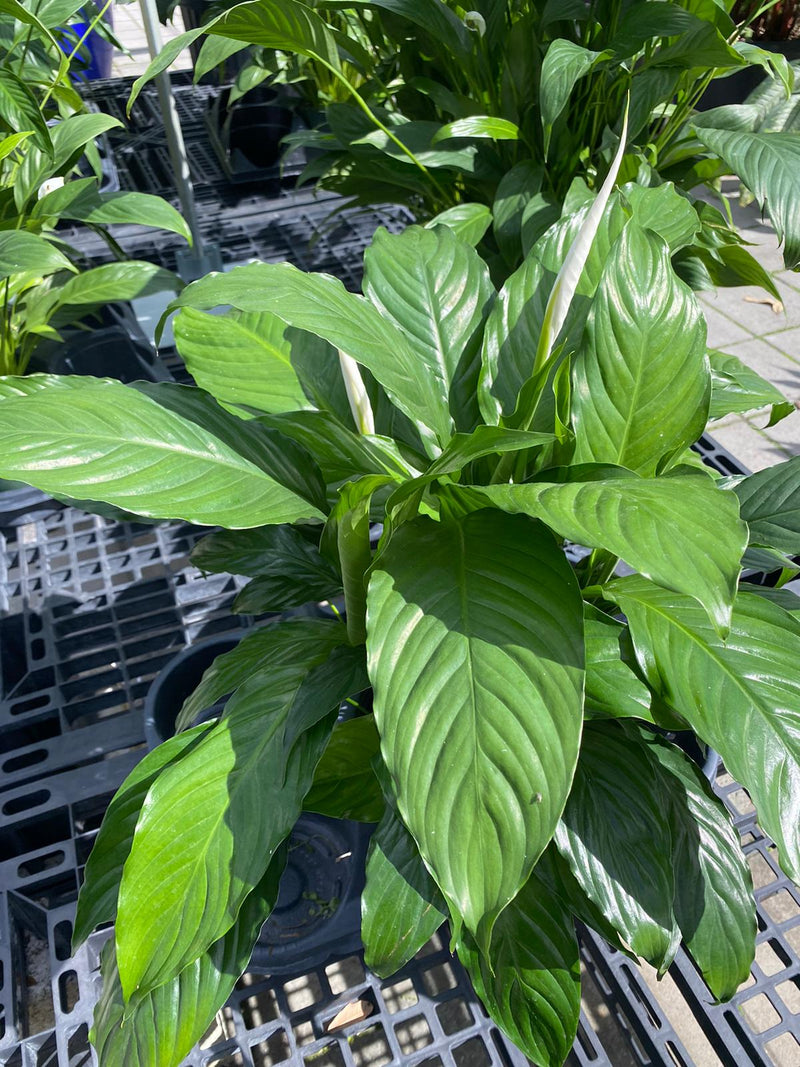 Spathiphyllum Peace Lily 6”