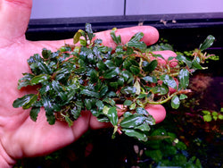 Bucephalandra Silver Aurora