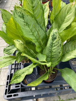 Aglaonema BJ Freeman G “6