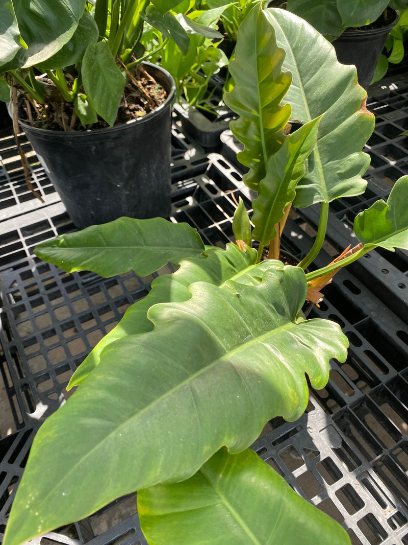 Philodendron Narrow Escape 6"