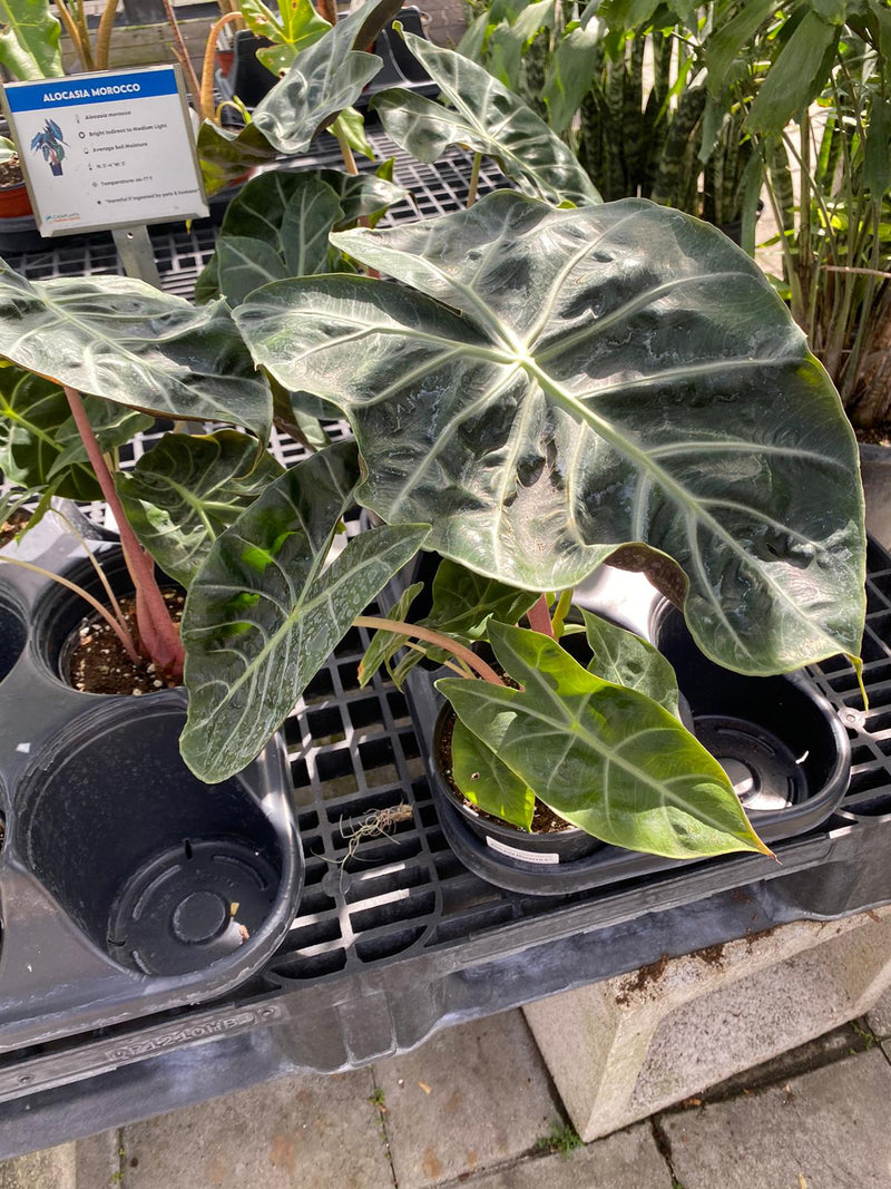 Alocasia Morocco 6”