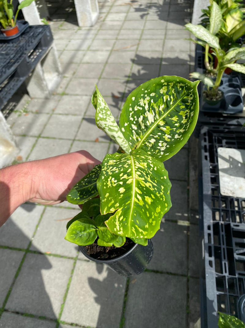 Dieffenbachia Reflector 4"