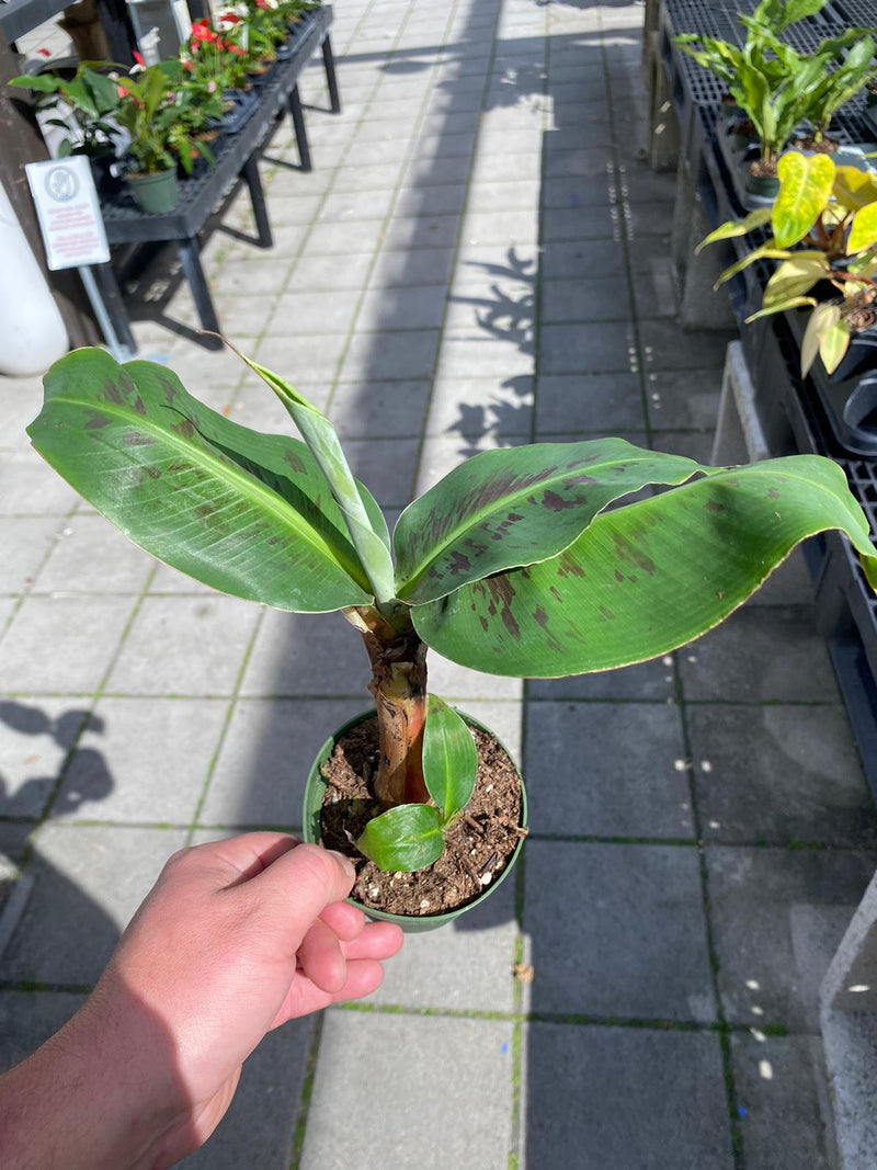 Banana Musa Scuminata 'Poquito' 4"