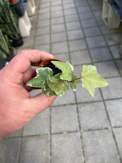 English Ivy