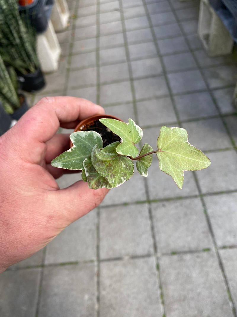 English Ivy